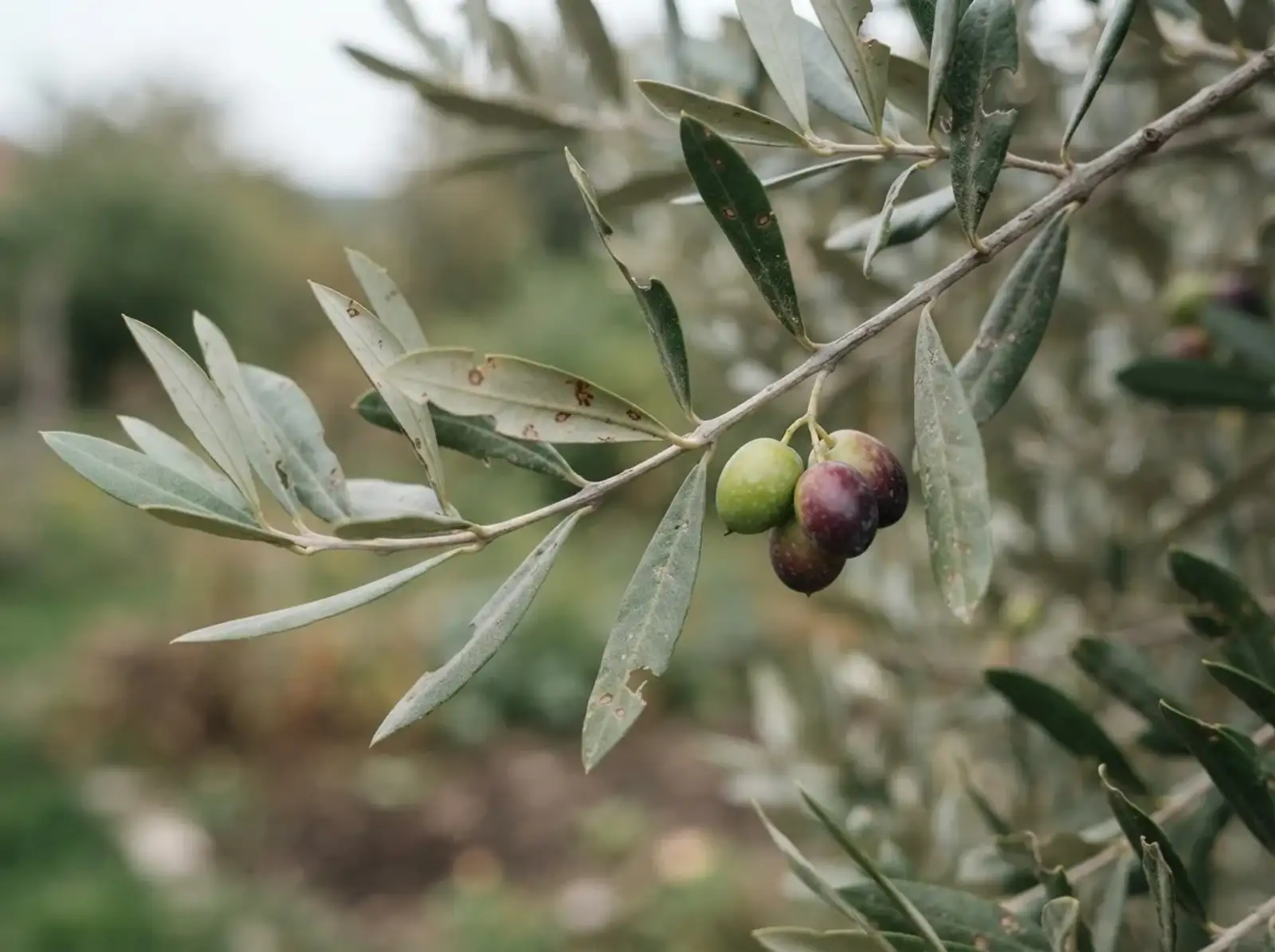 Olivenzweig mit reifenden grünen und violetten Oliven vor unscharfem Garten