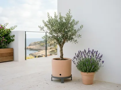 Junger Olivenbaum in einem hellen Keramiktopf auf einer Terrasse mit Lavendel